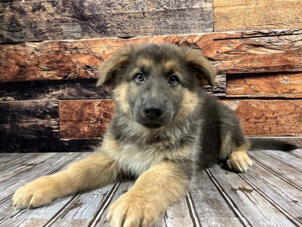 German Shepherd-DOG-Male-blue/tan-1197-Petland Murfreesboro Pet Store
