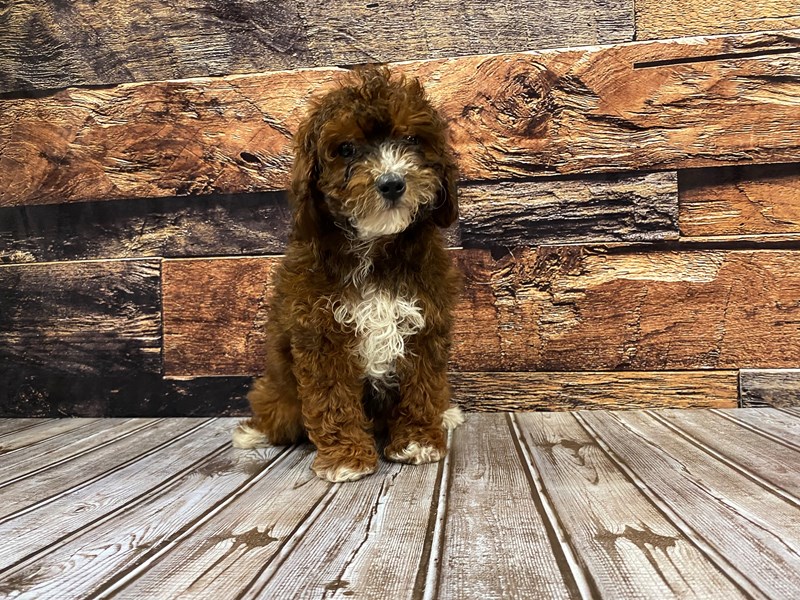 Cockapoo Puppy Brown / White ID:1192 Located at Petland Murfreesboro ...
