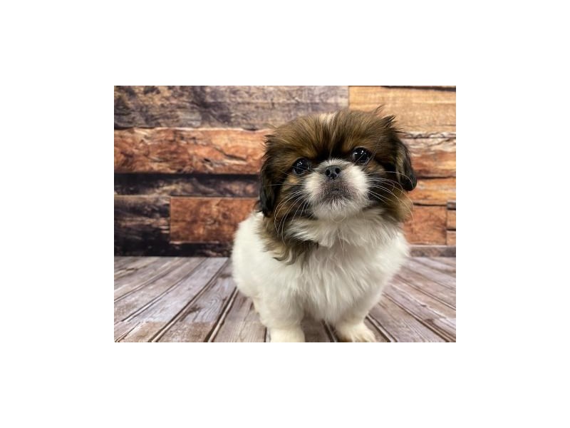Pekingese Puppy Red ID:1211 Located at Petland Murfreesboro, Tennessee