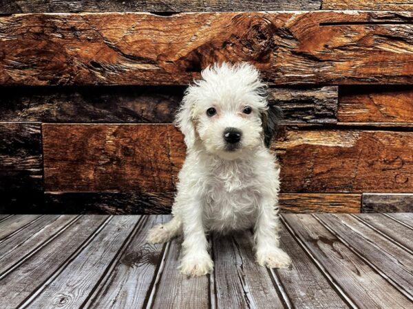 F2 Mini Bernadoodle-DOG-Female-Gray & White-1215-Petland Murfreesboro Pet Store