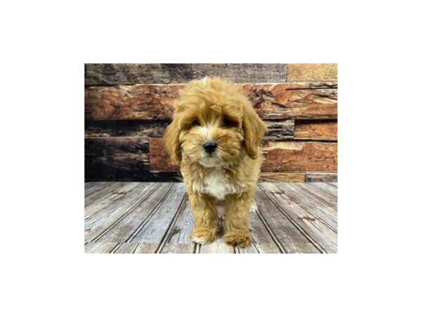 Miniature Goldendoodle DOG Male red 1207 Petland Murfreesboro Pet Store