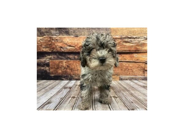 Miniature Poodle-DOG-Female-MERLE-1231-Petland Murfreesboro, Tennessee