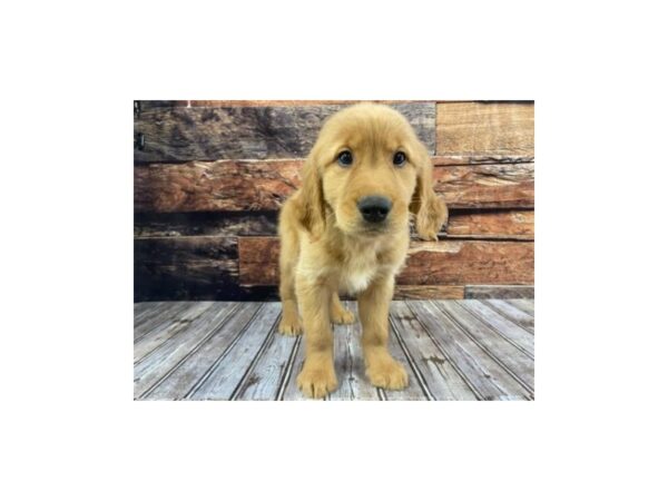 Golden Retriever-DOG-Male-Dark Golden-1248-Petland Murfreesboro Pet Store