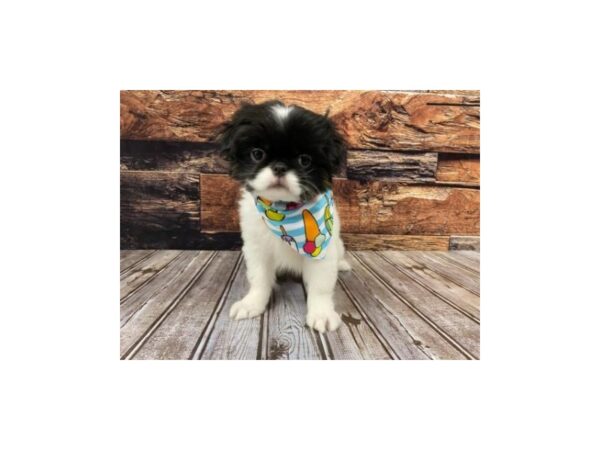 Japanese Chin-DOG-Female-Black / White-1274-Petland Murfreesboro Pet Store