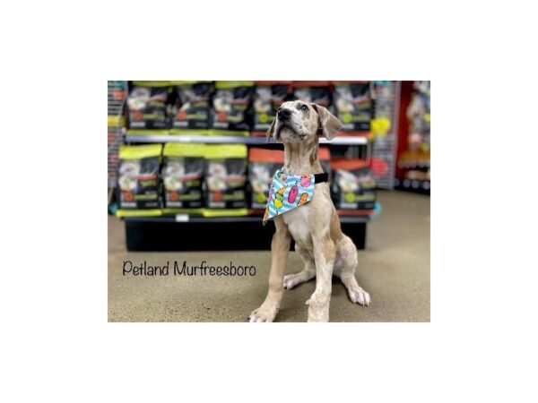 Great Dane-DOG-Male-Fawn Merle-1236-Petland Murfreesboro Pet Store