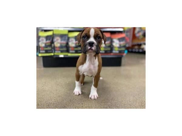 Valley Bulldog-DOG-Female-Fawn / White-1289-Petland Murfreesboro Pet Store