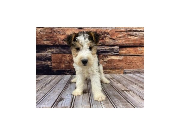 Wire Fox Terrier-DOG-Female-Black White / Tan-1300-Petland Murfreesboro Pet Store