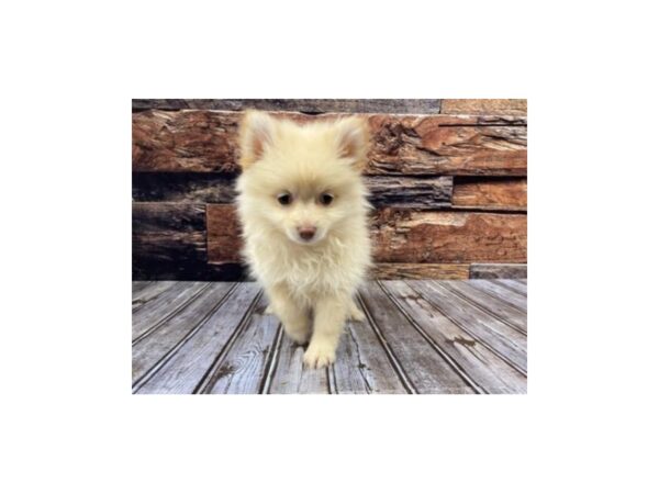 Pomeranian-DOG-Female-Cream-1317-Petland Murfreesboro Pet Store
