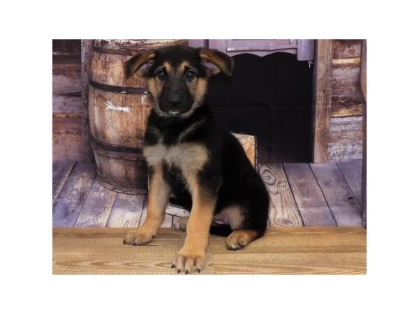 German Shepherd Dog-DOG-Female-Black / Tan-1330-Petland Murfreesboro Pet Store