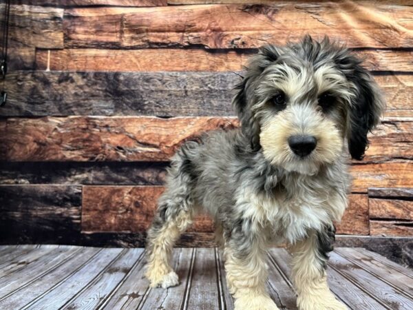 Mini Aussiedoodle-DOG-Male-Chocolate Merle-1335-Petland Murfreesboro Pet Store