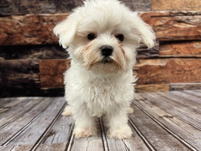 【maltese_8314さま】ご購入品 Maltese Puppy White ID:1337 Located at Petland Murfreesboro, Tennessee