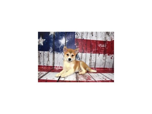 Shiba Inu-DOG-Female-Red and White-1344-Petland Murfreesboro Pet Store
