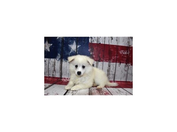American Eskimo-DOG-Female-White-1345-Petland Murfreesboro Pet Store
