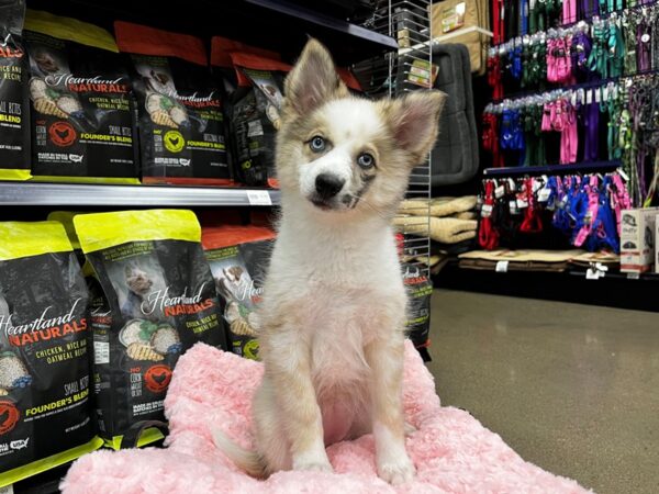 Pomsky-DOG-Female-Red Merle-1342-Petland Murfreesboro Pet Store