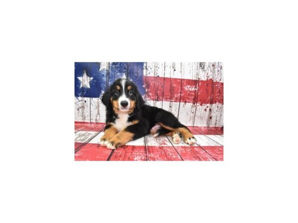 Bernese Mountain Dog-DOG-Male-Black Rust and White-1447-Petland Murfreesboro, Tennessee