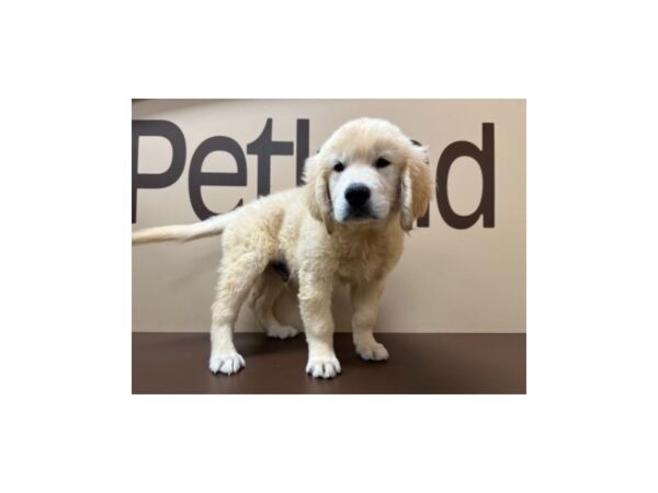 Golden Retriever-DOG-Male--1468-Petland Murfreesboro Pet Store