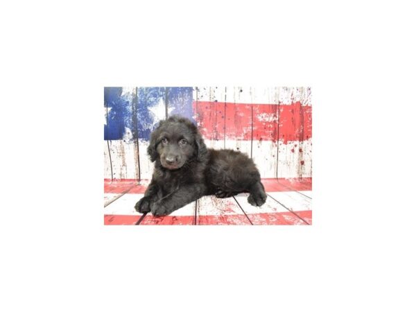 Aussiedoodle-Dog-Male-Black-1483-Petland Murfreesboro, Tennessee