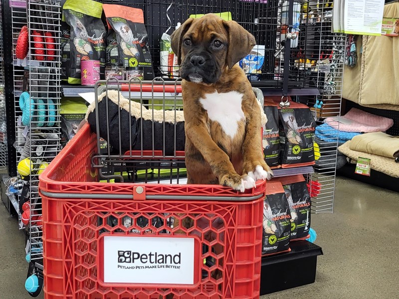 BoxerDOGMaleBrindle3789582Petland Murfreesboro