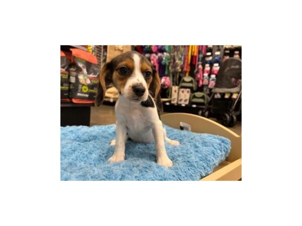Beagle-Dog-Female-Black White / Tan-1489-Petland Murfreesboro Pet Store