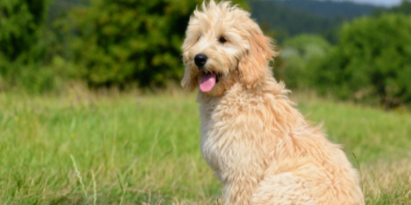 Petland’s Top 5 Designer Breed Dogs for 2022