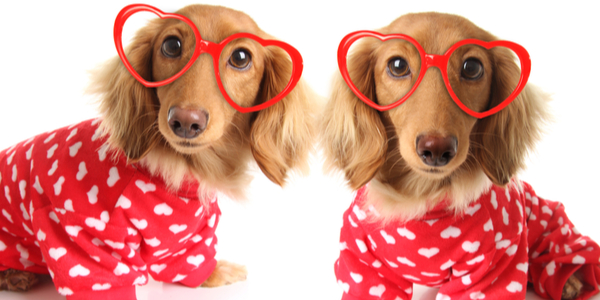 What To Get Your Dog for Valentine’s Day