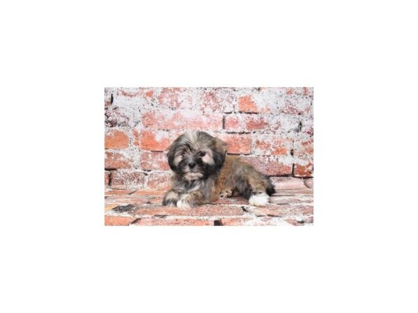 Lhasa Apso-Dog-Female-Grizzle-1567-Petland Murfreesboro Pet Store