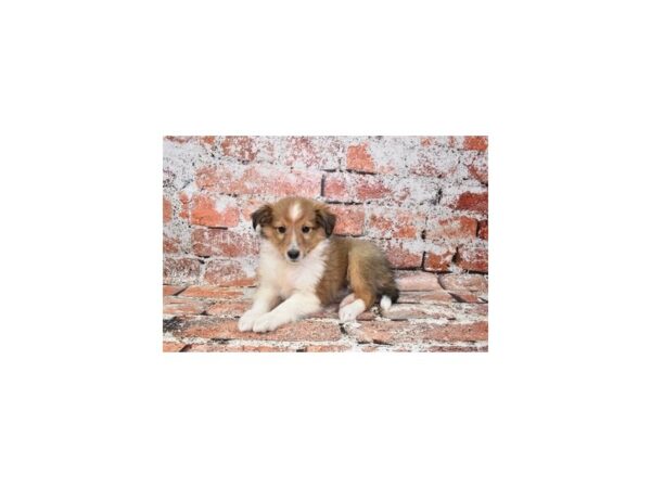 Shetland Sheepdog-Dog-Male-Sable and White-1574-Petland Murfreesboro Pet Store