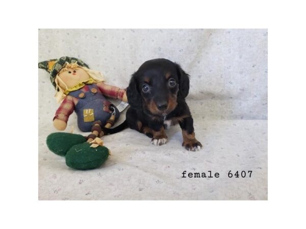Dachshund-Dog-Female-Black / Tan-1578-Petland Murfreesboro Pet Store