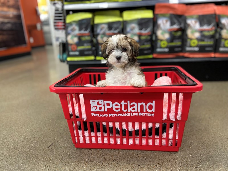 MaltipooDOGFemaleSable / White3880358Petland Murfreesboro