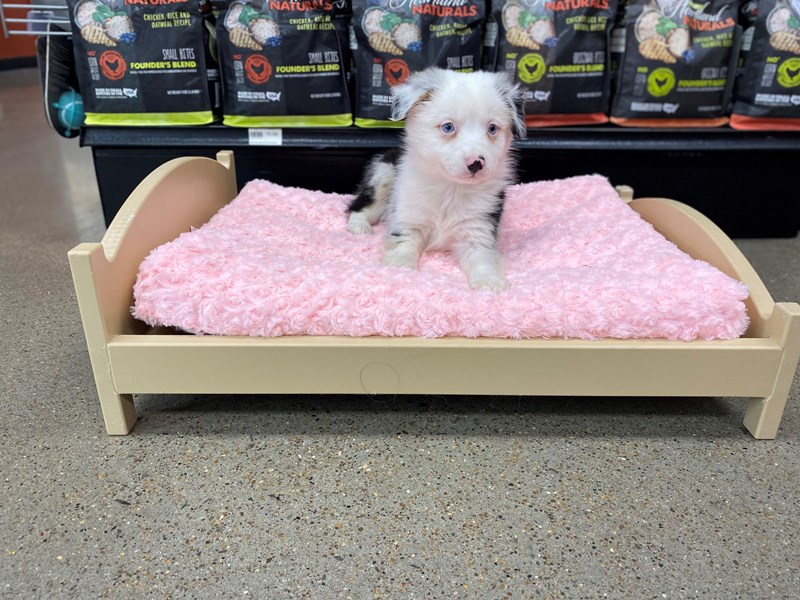 Toy Australian ShepherdDOGMalebl merle3890370Petland Murfreesboro