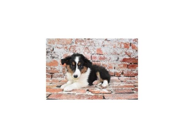 Shetland Sheepdog Dog Male Black White and Tan 1622 Petland Murfreesboro Pet Store