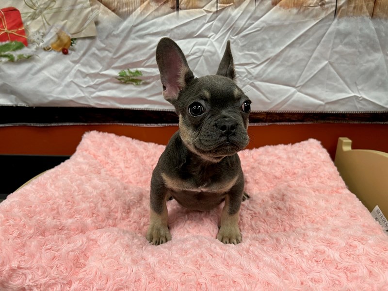 French BulldogDOGFemaleBlue / Tan3898640Petland Murfreesboro