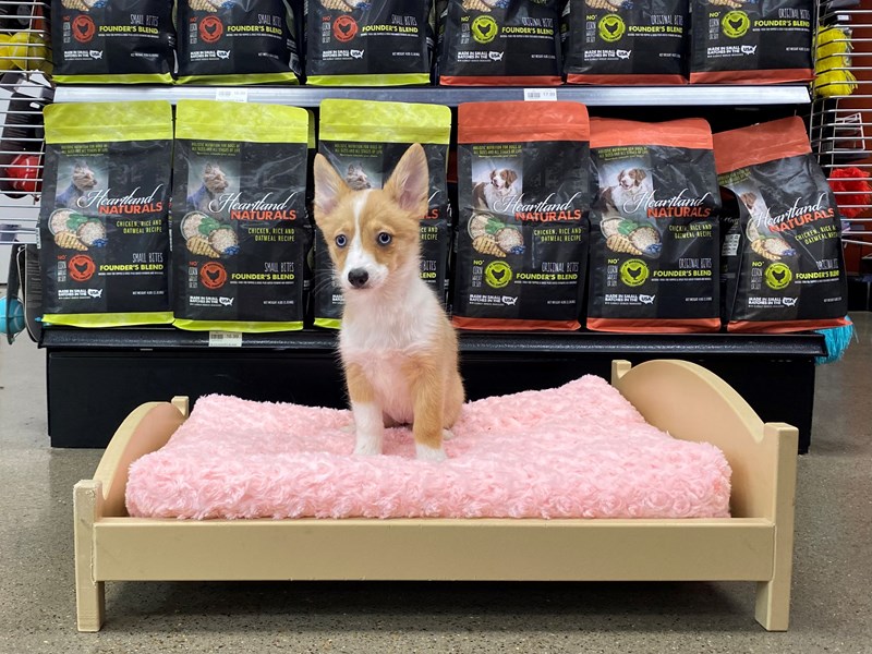 AuggieDOGFemaleRed / White3898849Petland Murfreesboro