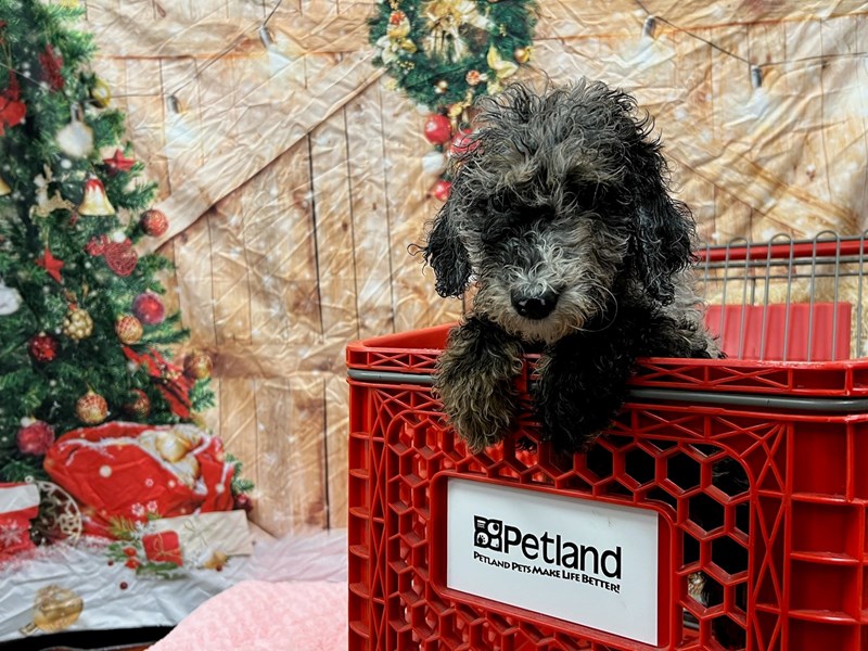 SheepadoodleDOGFemaleBlue Merle3907088Petland Murfreesboro