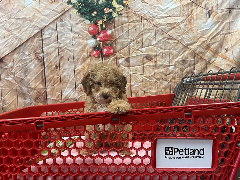 Miniature PoodleDOGFemale3914678Petland Murfreesboro