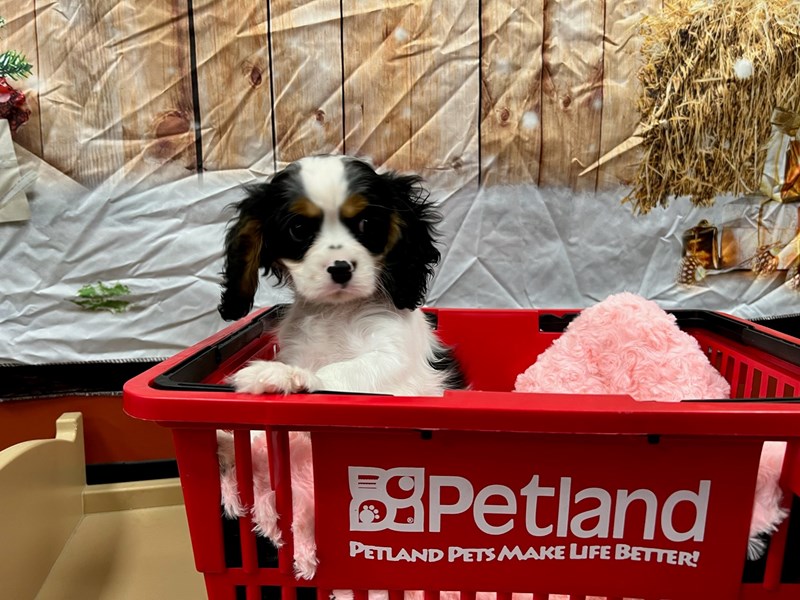 Cavalier King Charles SpanielDOGMaleTriColored3922809Petland