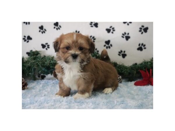 Lhasa Apso-Dog-Male-Brown-1716-Petland Murfreesboro Pet Store