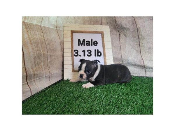 Boston Terrier-Dog-Male-Black / White-1706-Petland Murfreesboro, Tennessee