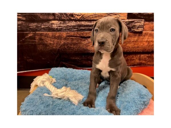 Cane Corso-Dog-Female-Blue-1778-Petland Murfreesboro Pet Store