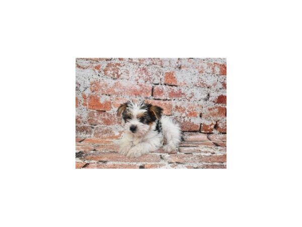 Yorkshire Terrier-Dog-Male-Black Tan and White-1799-Petland Murfreesboro Pet Store