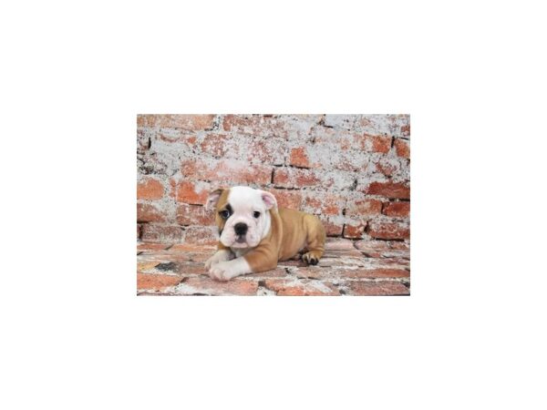 English Bulldog-Dog-Female-Red and White-1800-Petland Murfreesboro, Tennessee