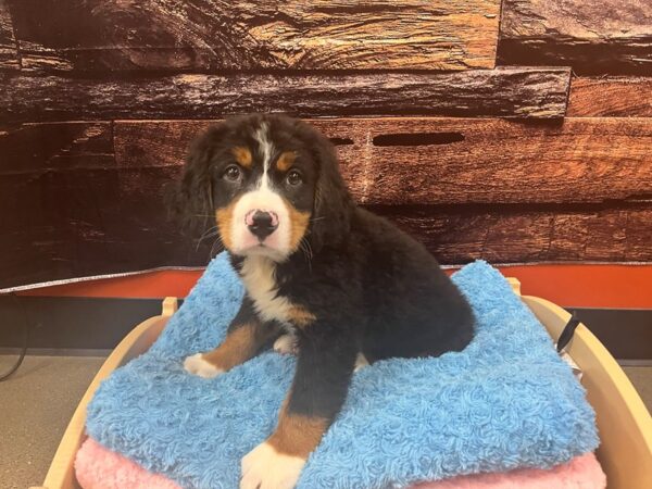 [#1791] Black Tan / White Male Bernese Mountain Dog Puppies For Sale