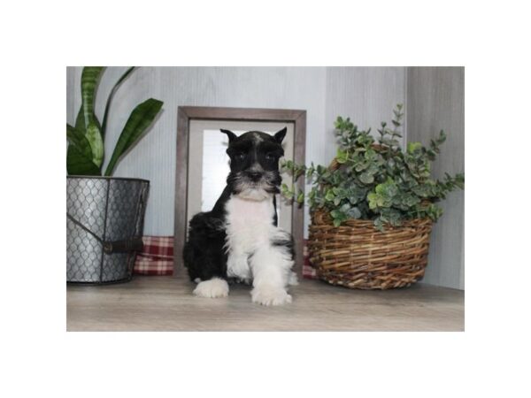 Miniature Schnauzer-Dog-Male-Black / White-1818-Petland Murfreesboro Pet Store