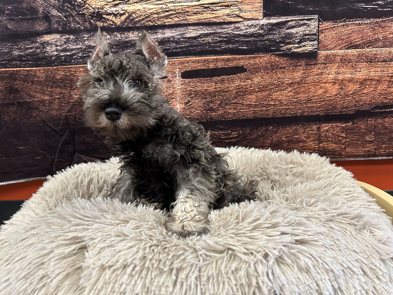 Miniature Schnauzer Small Animal Salt / Pepper ID:1813 Located at