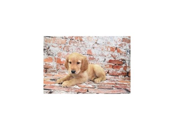 [#1833] Golden Female Golden Retriever Puppies For Sale