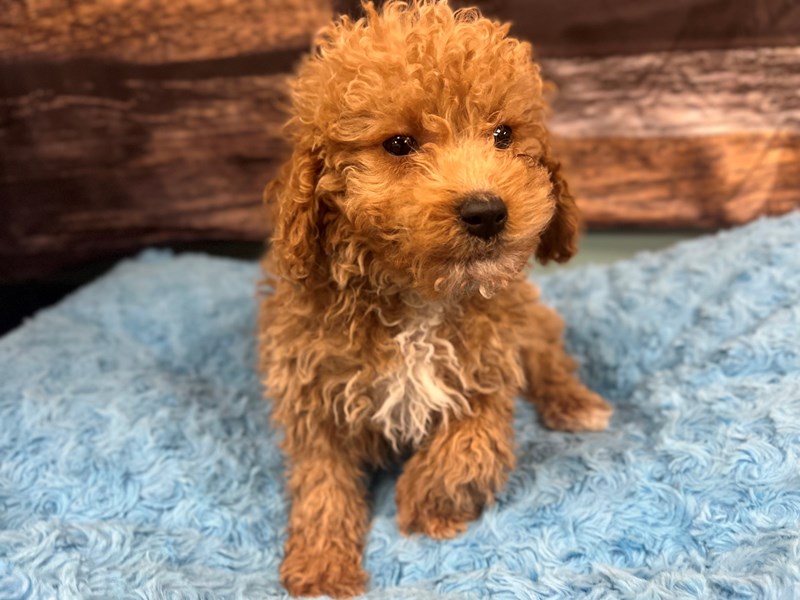 Goldendoodle Mini - 1842 Image #1