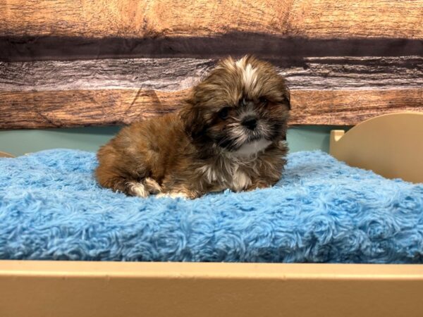[#1838] Male Shih Tzu Puppies For Sale