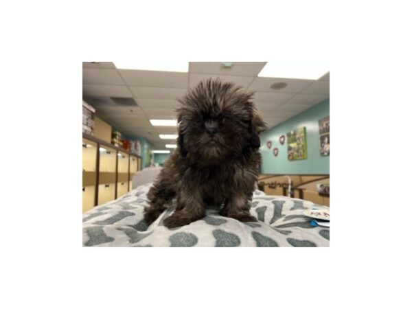 [#1850] Brindle Female Shih Tzu Puppies For Sale