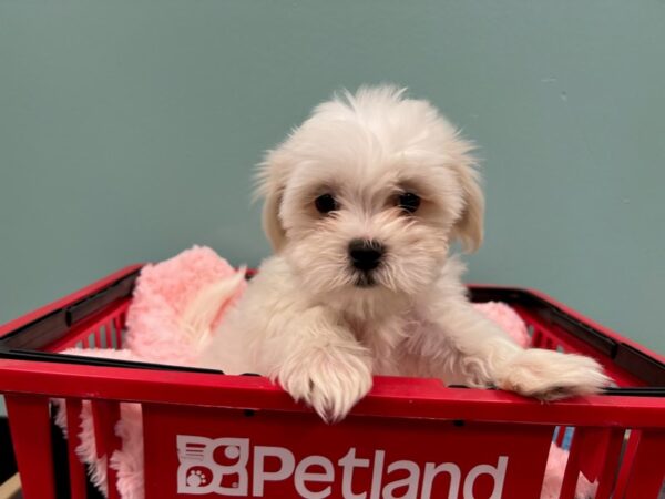 [#1851] White Female Malshi Puppies For Sale