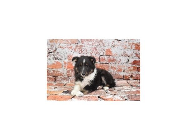 [#1856] Black White and Tan Male Shetland Sheepdog Puppies For Sale